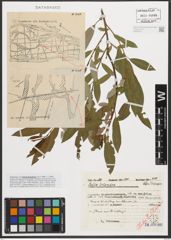 Foto von Salix triandra L.